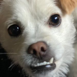 Meet your Posher, Jesus